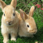 Какие звуки издают кролики?